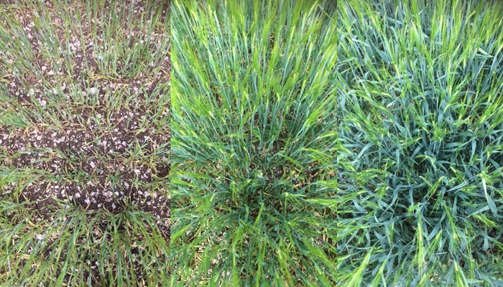 Three nitrogen-rate research plots (spring barley)